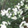 Plum, Mexican