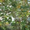 Mexican Sycamore   Platanus mexicana