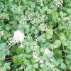 Mistflower, White  Ageratina havanensis