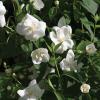 Mock Orange   Philadelphus coronarius