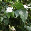 Mock Orange   Philadelphus coronarius