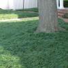 Monkey Grass     (Mondo Grass)  Ophiopogon japonicus