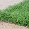Mountain Pea  Orbexilum pedunculatum