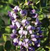 Mountain Laurel, Texas    Sophora secundiflora