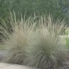 Muhly, Bamboo  Muhlenbergia lindheimeri