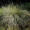 Muhly, Deer    Muhlenbergia rigens