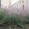 Muhly, Gulf   Muhlenbergia capillaris