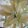 Mexican White Oak  Quercus polymorpha