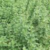 Oregano  Origanum vulgare