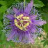 Passion Vine                 Passiflora incarnata