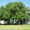 Pecan  Carya illinoensis