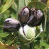 Pecan  Carya illinoensis