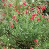 Penstemon, Rock Penstemon baccharifolius