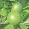 Persimmon, Texas  Diospyros texana