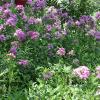 Phlox, Garden  Phlox paniculata