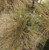 Muhly, Pine    Muhlenbergia dubia