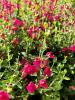 Skullcap, Pink   Scutellaria suffrutescens