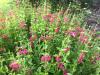 Skullcap, Pink   Scutellaria suffrutescens