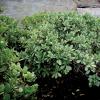 Pittosporum  Pittosporum tobira