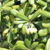 Pittosporum  Pittosporum tobira
