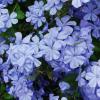Plumbago  Plumbago auriculata