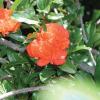 Pomegranate     Punica granatum