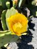 Cactus, Prickly Pear Optunia spp.