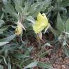 Primrose, Missouri Oenothera macrocarpa