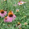Purple Coneflower  Echinacea purpurea