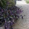 Purple Heart      Setcreasea pallida