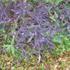 Purple Heart      Setcreasea pallida