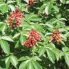 Buckeye, Red       Aesculus pavia