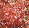 Quercus  texana    Texas Red Oak