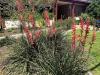 Yucca, Red    Hesperaloe parviflora