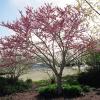 Redbud, Texas   Cercis canadensis     var.  texensis