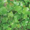 Redbud, Texas   Cercis canadensis     var.  texensis