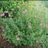 Rock Rose   Pavonia lasiopetala