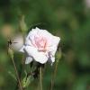 Rose, 'Cecile Brunner'   Rosa Cecile Brunner
