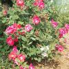 Rose, 'Knock Out'    Rosa  'Knock Out'