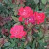 Rose, 'Knock Out'    Rosa  'Knock Out'
