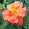 Rose, 'Livin Easy'   Rosa 'Livin' Easy'