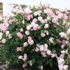Rose, 'Marie Daly'      'Rosa 'Marie Pavie'