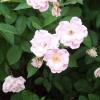 Rose, 'Marie Daly'      'Rosa 'Marie Pavie'