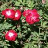 Rose, 'Martha Gonzales'    Rosa 'Martha Gonzales'