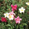 Rose, 'Mutabilis '           Rosa 'Mutablis'