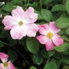 Rose, 'Nearly Wild'          Rosa 'Nearly Wild'