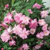 Rose, 'Old Blush'       Rosa 'Old Blush'