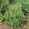 Rosemary, Upright  Rosmarinus officinalis