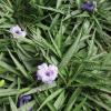 Ruellia, Dwarf    Ruellia brittoniana