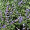 Sage, Russian  Perovaskia atriciplifolia